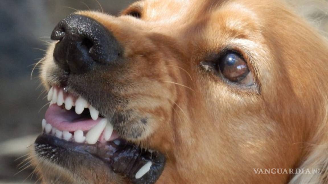 Acuña con 30 años sin Rabia; dan resultados campañas de vacunación canina