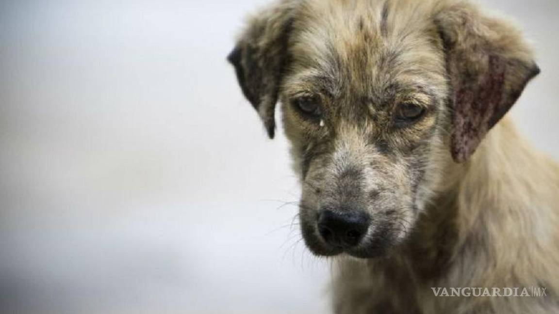 Rescatan a uno de los perros que atacó a jóvenes; hoy van por más