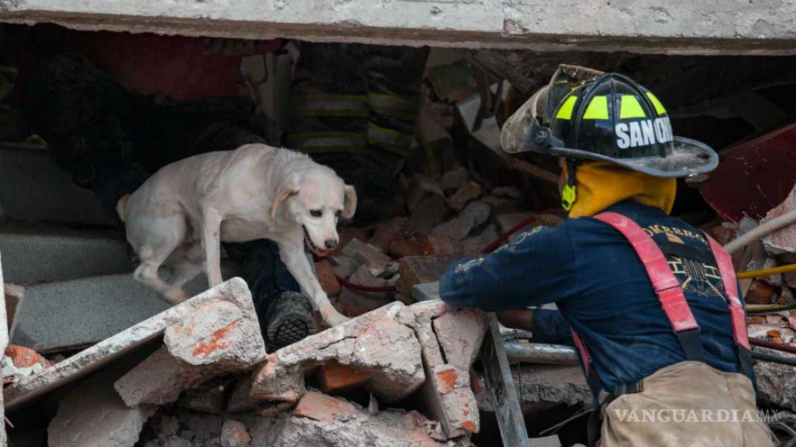 ‘Hueso’, de perro abandonado a un héroe de la UNAM tras sismo