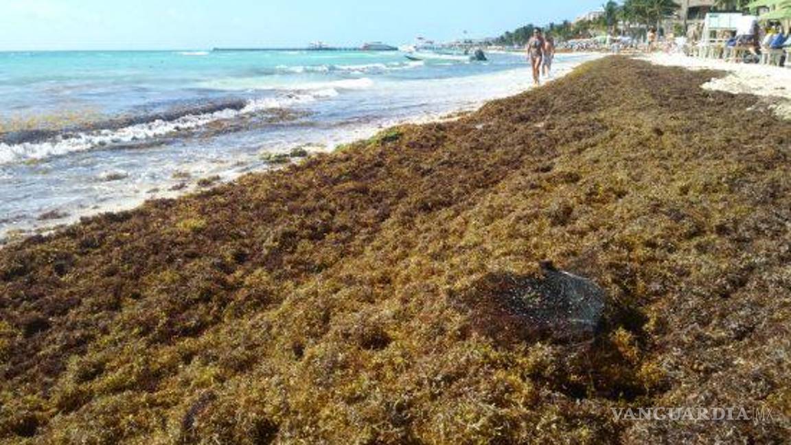 $!De acuerdo a datos proporcionados por el estado, en el 2022 se recolectaron un total de 54 mil toneladas de sargazo en todo el estado