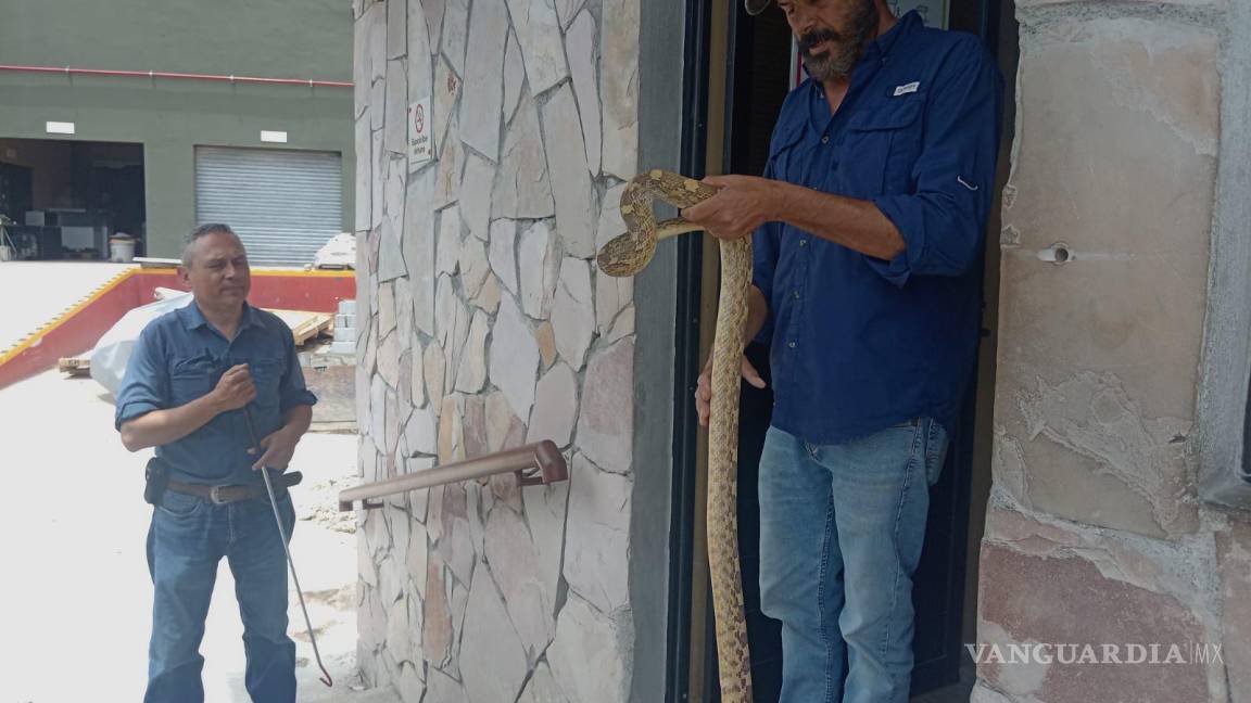 Familia compartía casa con una enorme víbora de 2 metros en Ramos Arizpe; el reptil fue llevado al Mude