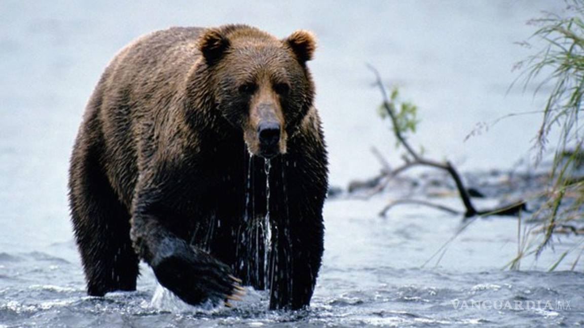 Asesina oso pardo a pareja y su mascota en parque nacional de Canadá