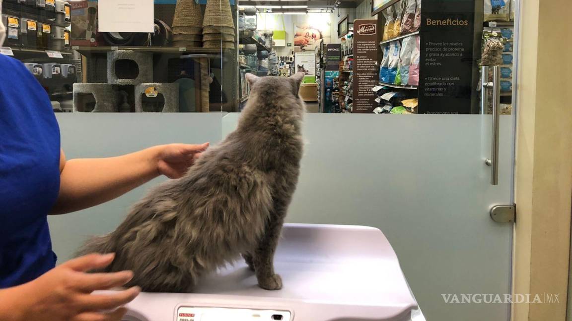 $!El felino recibió la atención clínica en una veterinaria.
