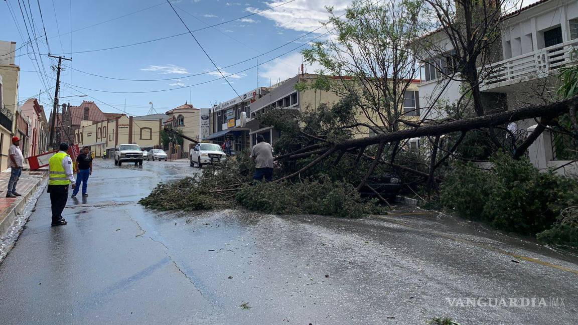 $!Árboles caídos fueron reportados en algunos puntos de la ciudad.