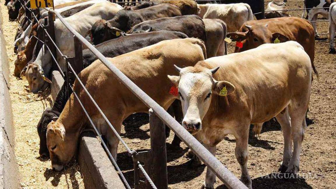 $!La meta para el 2023 es aplicar 143 mil pruebas contra tuberculosis bovina.