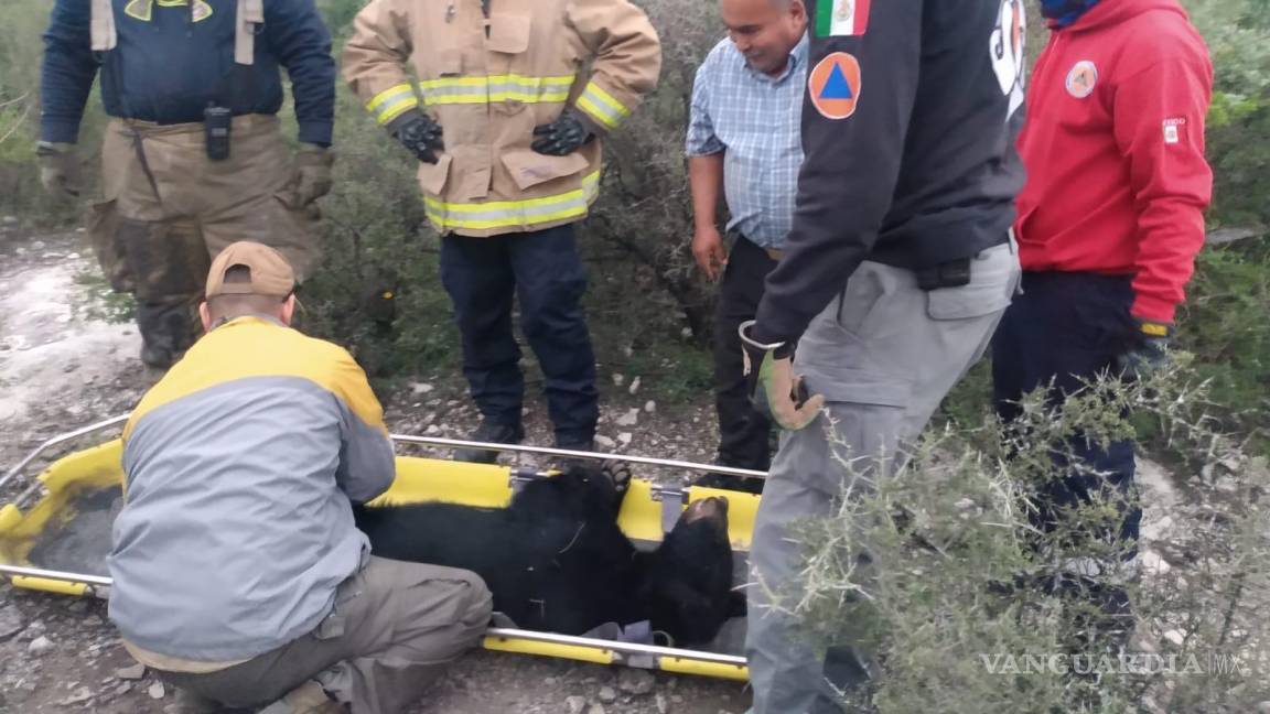 Rescatan a oso atropellado en carretera de Nuevo León