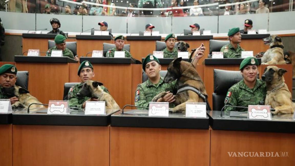 Alistan reforma para que perros tengan derechos constitucionales