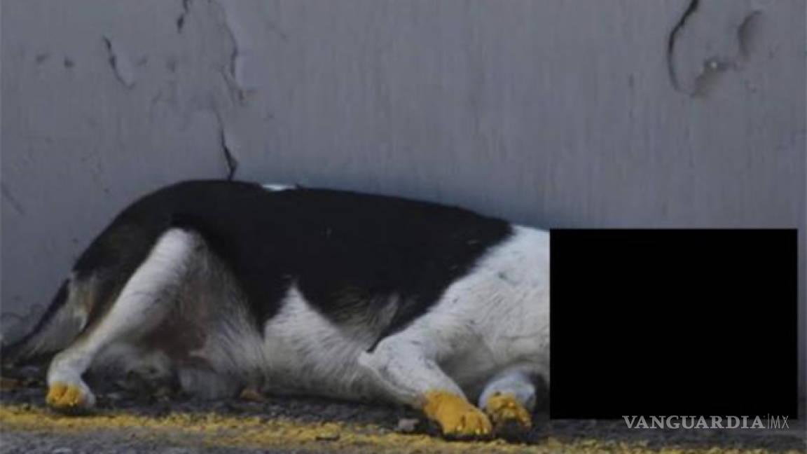 Pintan línea divisoria sobre un perro muerto