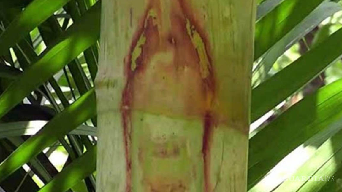 Aparece virgen a una palmera y conmociona a poblado del estado de Guerrero