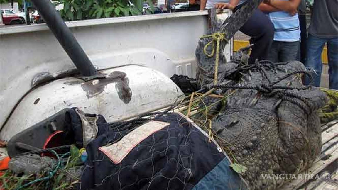 Cocodrilo causa pánico; merodeaba en la Universidad Michoacana