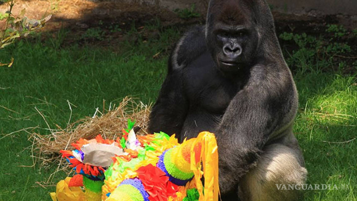 Muere 'Bantú', gorila macho único en su especie en México; iba a reproducirse