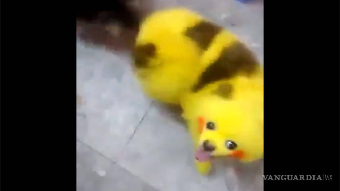 Pinta a su perro como ‘Pikachu’ (Video)