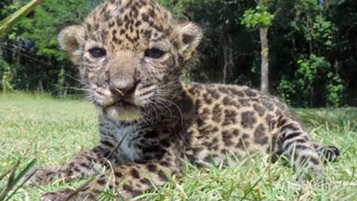 Rescatan a dos hembras de jaguar de 20 días de nacidas