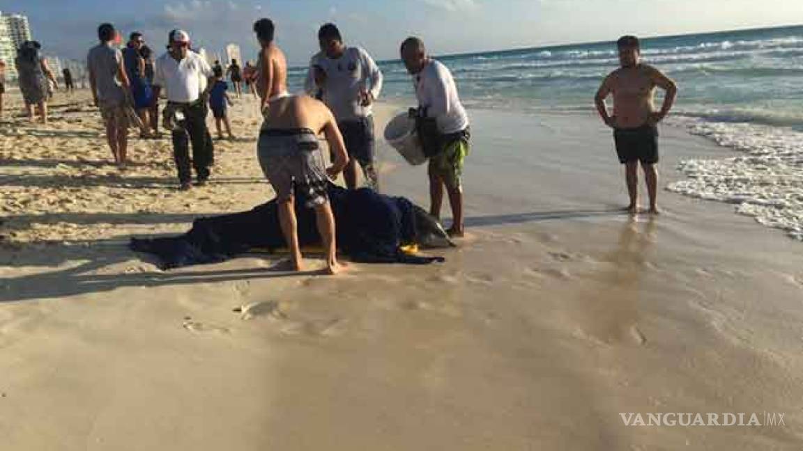 Rescatan a más de 20 delfines varados en playas de Cancún