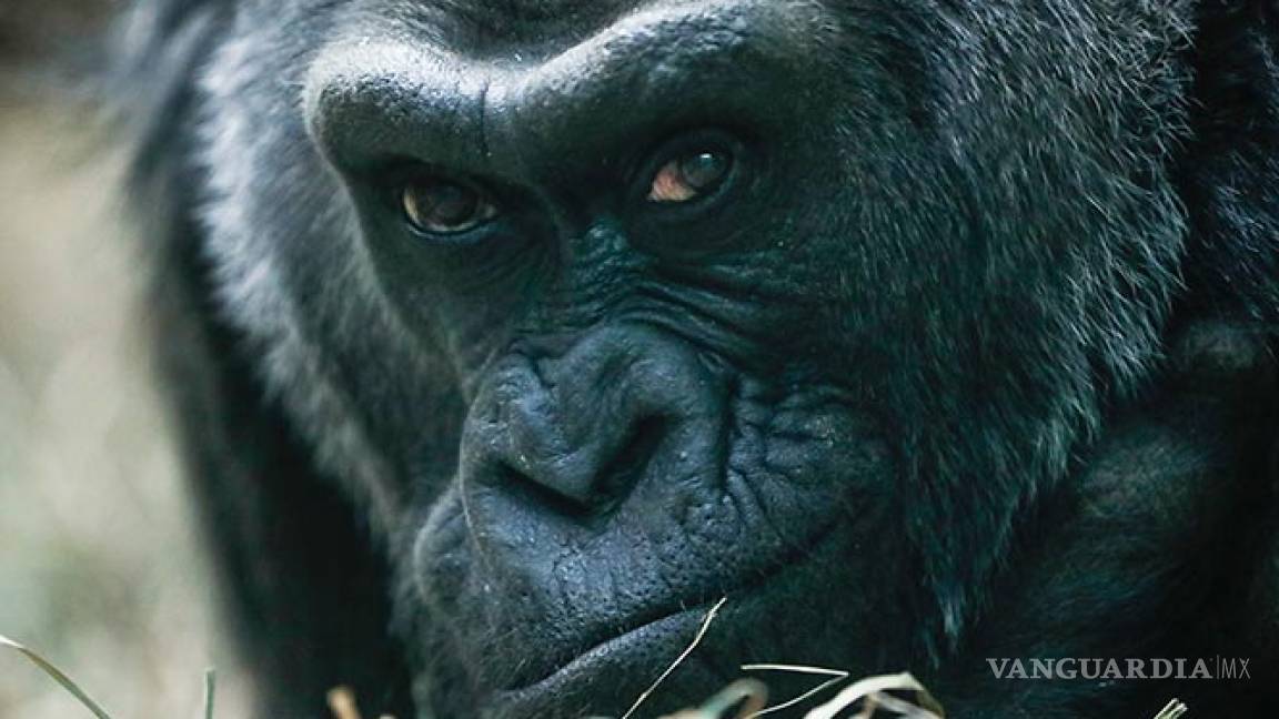 Colo, la gorila más longeva en EU, cumple 60 años