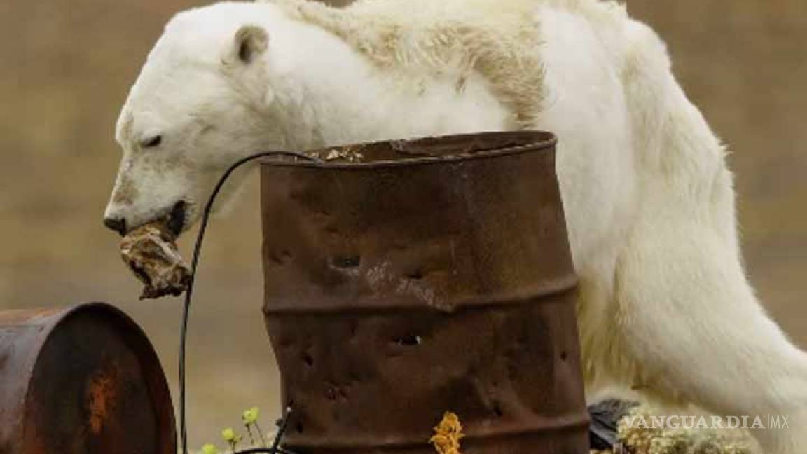 Muestran a oso polar desnutrido por el calentamiento global