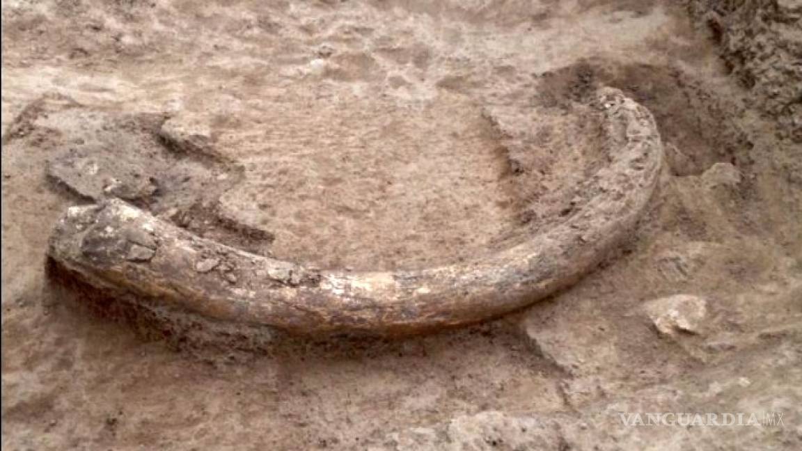 Descubren restos óseos de mamut en Querétaro; data de hace 10 mi años