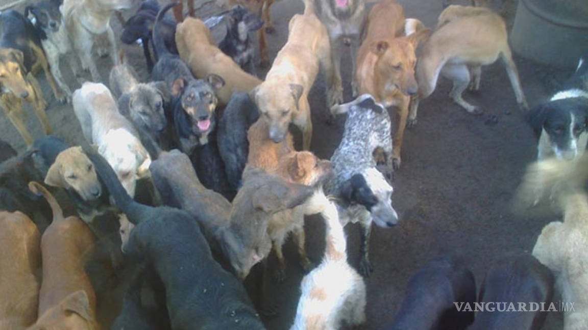 ‘Doña Migue’ y sus casi 100 perros solicitan ayuda