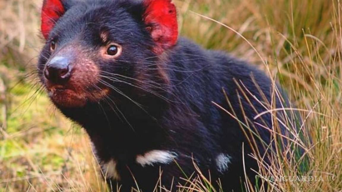 Podrían salvar al demonio de Tasmania de la extinción