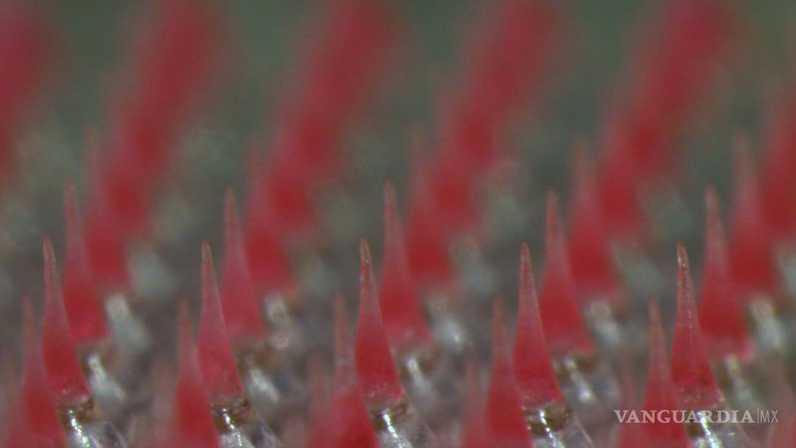 $!Desarrollan científicos un parche anticonceptivo de efecto prolongado