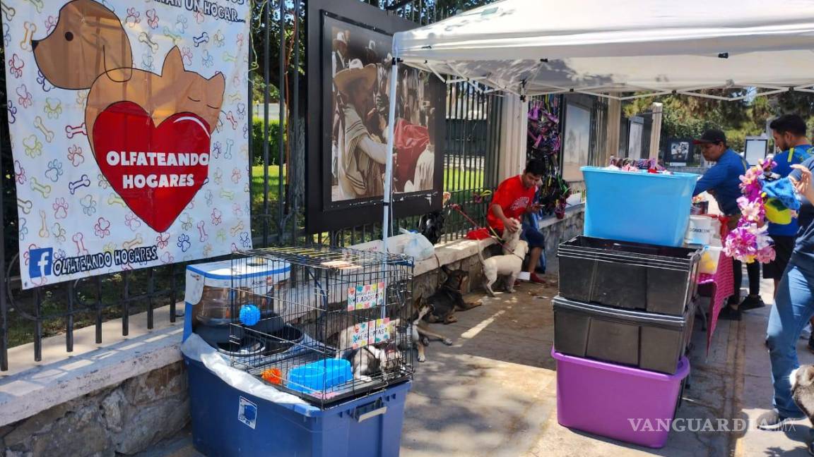 Saltillo: En la Ruta Recreativa venden mascotas de lubican, cruzas de lobo y perro