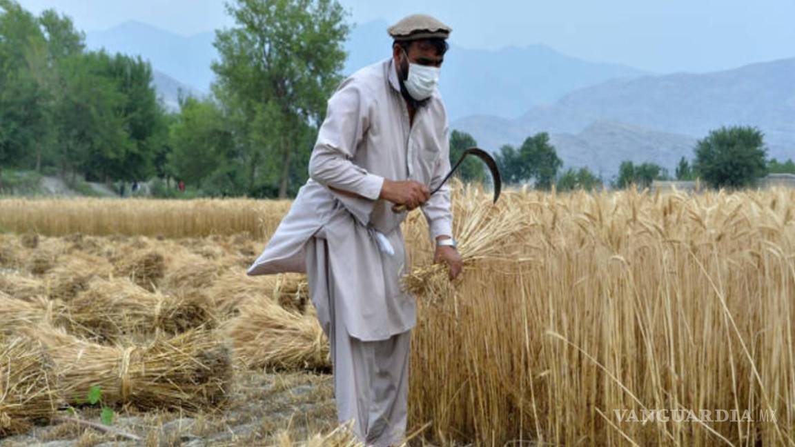 Ofrecen Talibanes trigo “para combatir” el hambre en Afganistán a cambio de trabajo