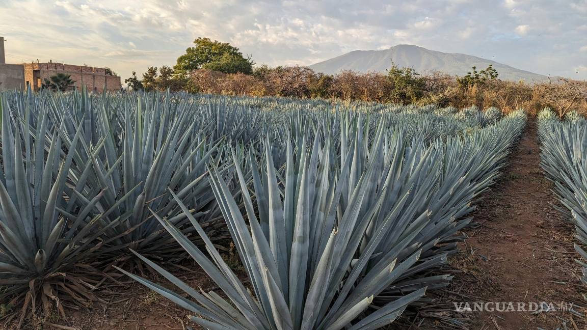 $!El agave, la planta base del tequila, contiene compuestos que podrían ayudar a reducir los niveles de colesterol malo (LDL).
