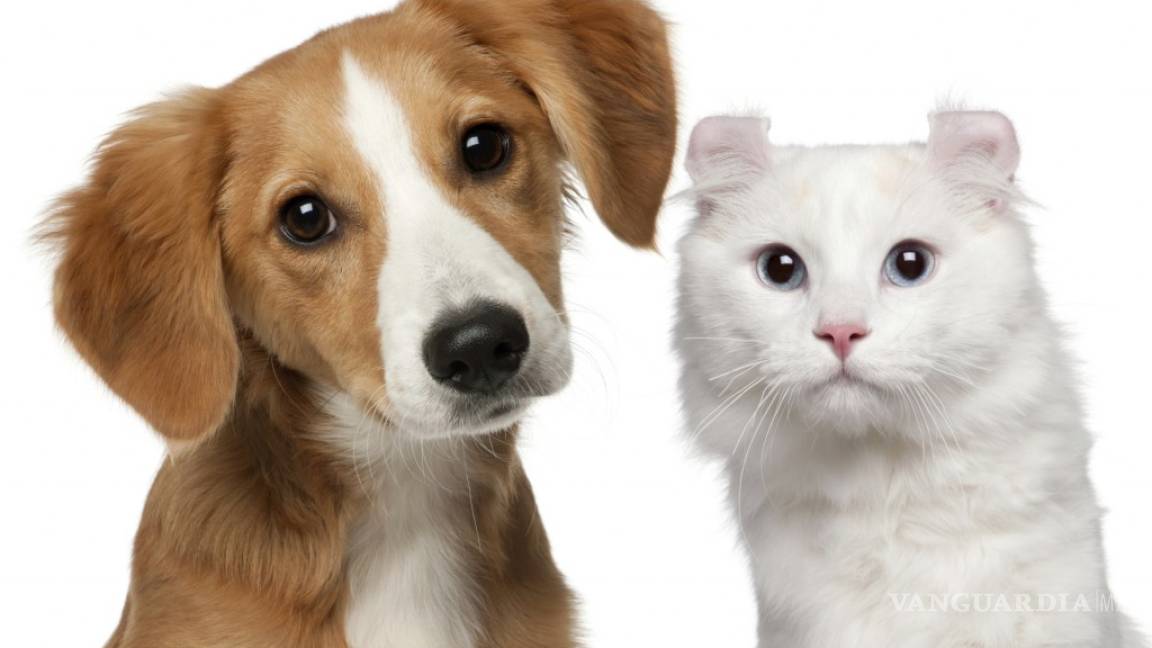 ¿Te gustan más los perros o los gatos? De la respuesta depende tu personalidad en las relaciones