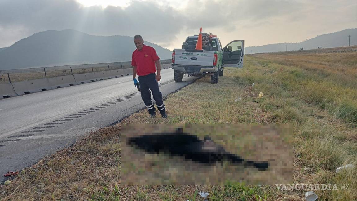 Atropellan a oso en la carretera 57; Protección Civil de Arteaga interviene