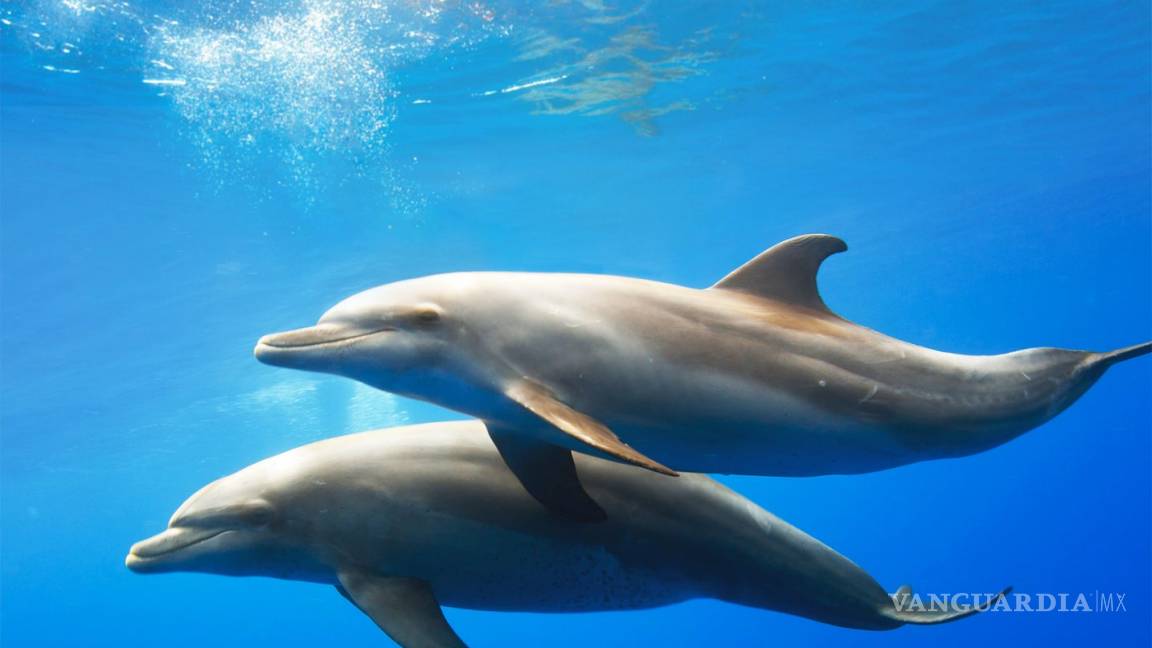 Según un estudio, los delfines usan &quot;nombres propios&quot; para reconocerse