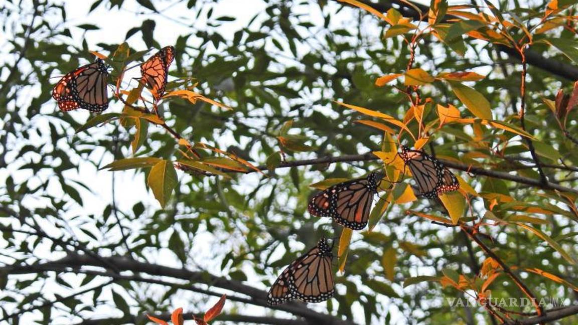 $!Rocío Treviño Ulloa, coordinadora del programa Correo Real, comparte su emoción tras avistar las primeras mariposas monarca en su jardín.