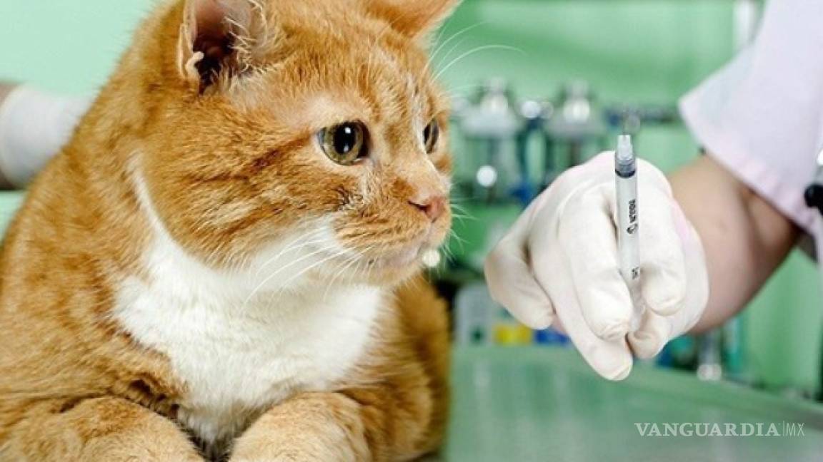 Tu gato no tendrá siete vidas si no lo vacunas