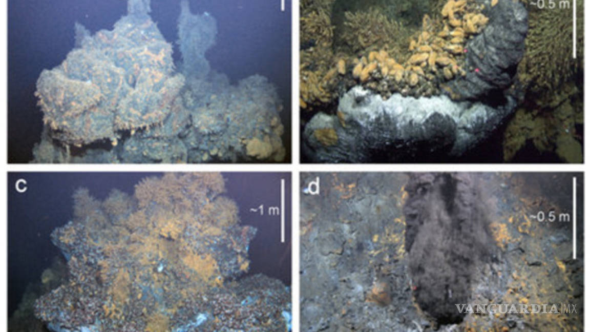 $!Las nuevas criaturas marinas halladas a 2.800 metros de profundidad