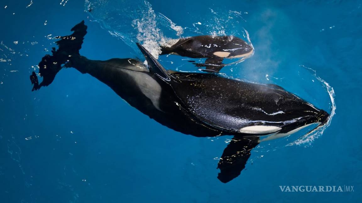 Nace en Estados Unidos la última orca en cautiverio de SeaWorld