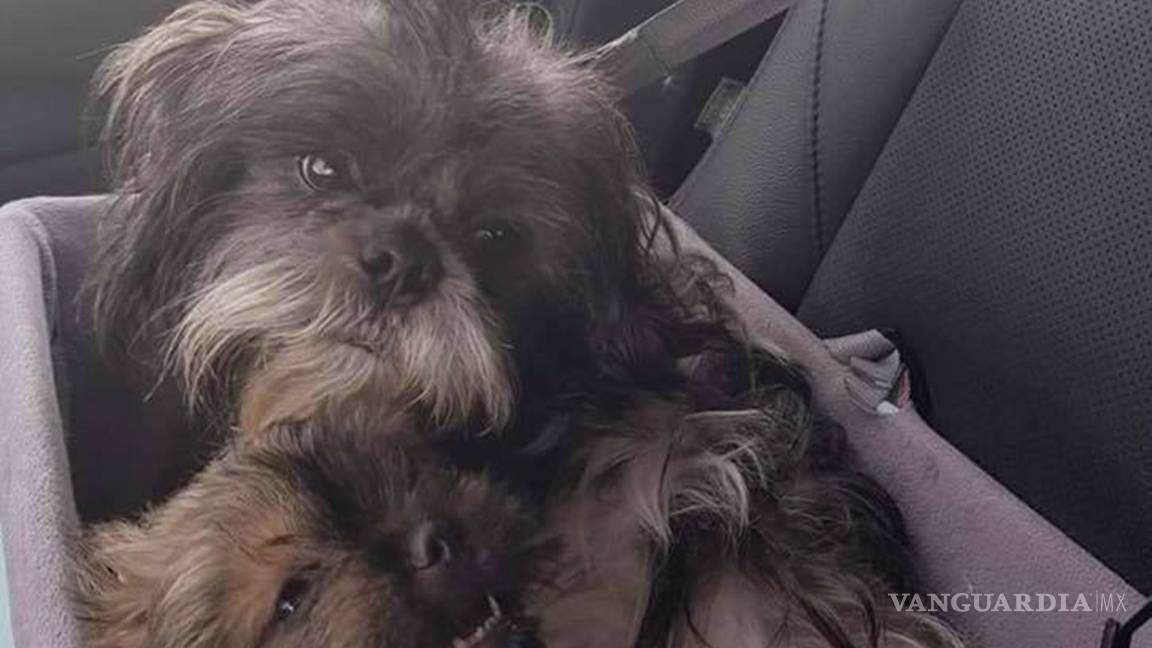 $!Raúl Julia Levy pidió apoyo al PAN para resolver el caso de perros "secuestrados" en Frontera