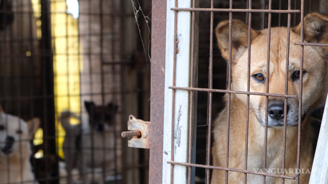 Corea del Sur pone fin a una tradición centenaria: prohíbe la carne de perro