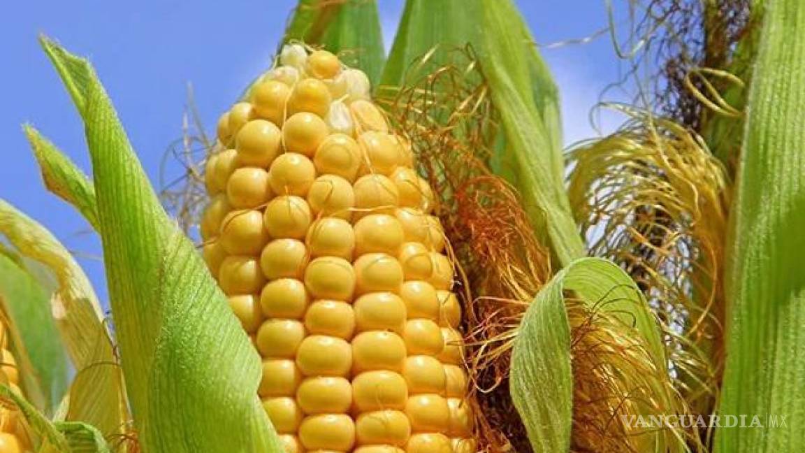 México no podrá sustituir totalidad de importaciones de maíz para 2024, acepta la Sader