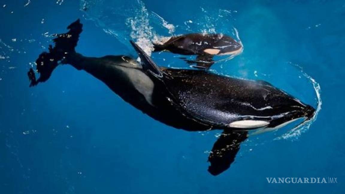 Muere orca bebé en parque Sea World