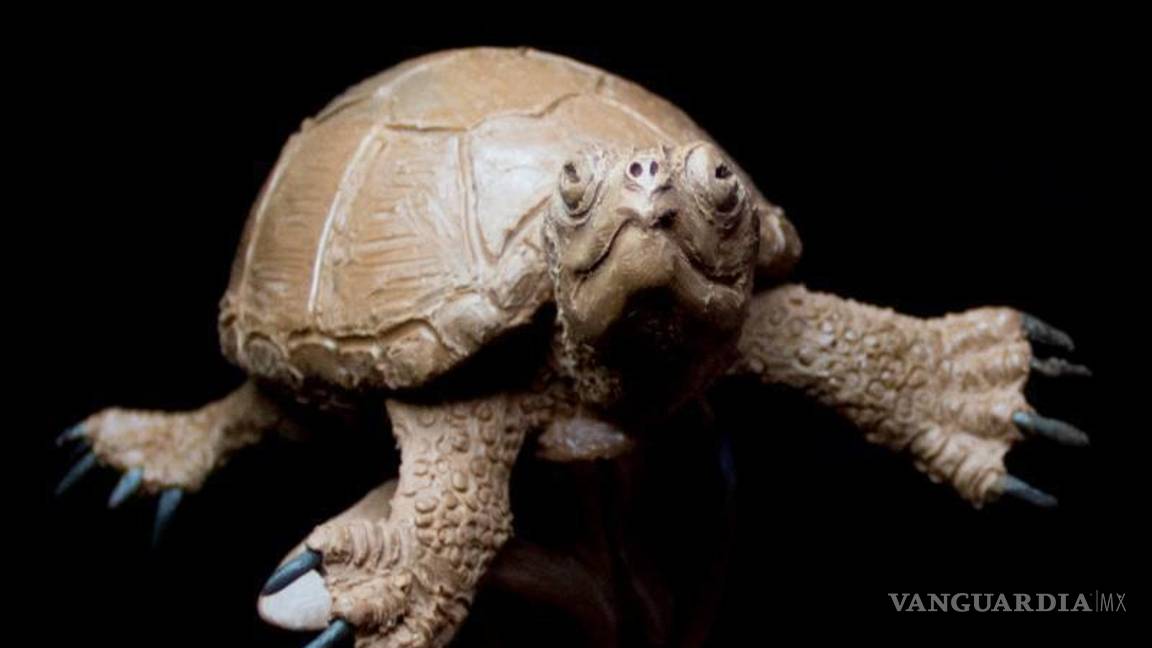 $!Tortuga Yelmochelys rosarioae, nombrada así en honor a la maestra Rosario Gómez Núñez | Foto: Cortesía