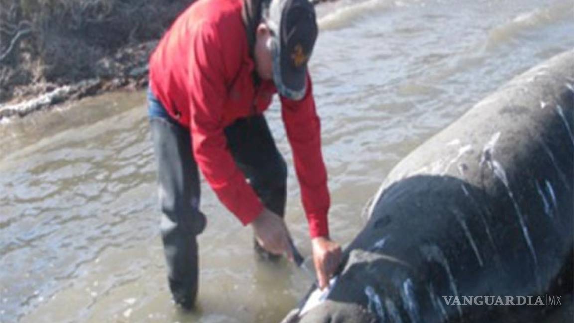 Atendió Profepa varamiento de 10 ballenas muertas en Nayarit y BCS