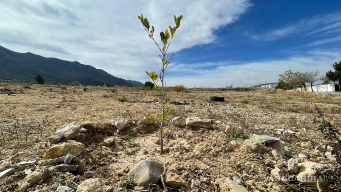 $!Habitantes del sector riegan árboles tres veces por semana para preservar las áreas verdes del Parque Bicentenario.