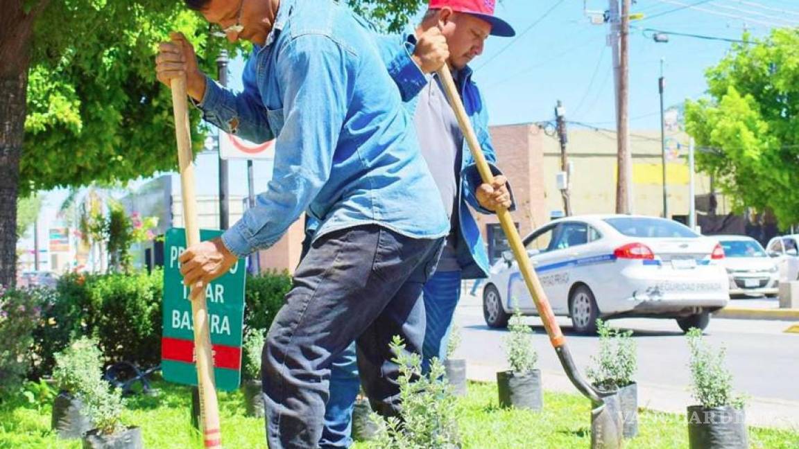 Embellecen la calzada Colón de Torreón a través de la reforestación de jardines