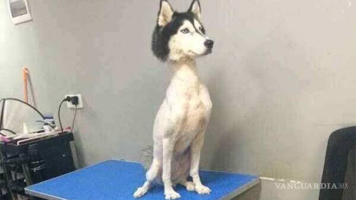 ¿Alguna vez has visto un husky sin pelo?