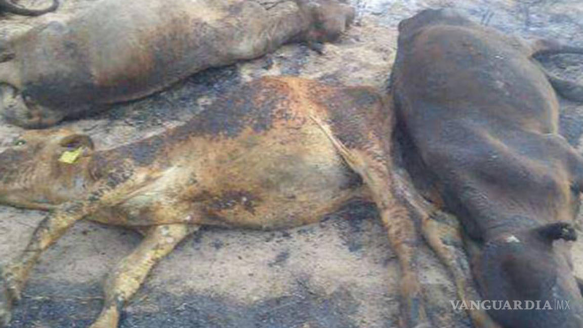 Mueren 22 vacas en finca de Chiapas por incendio forestal