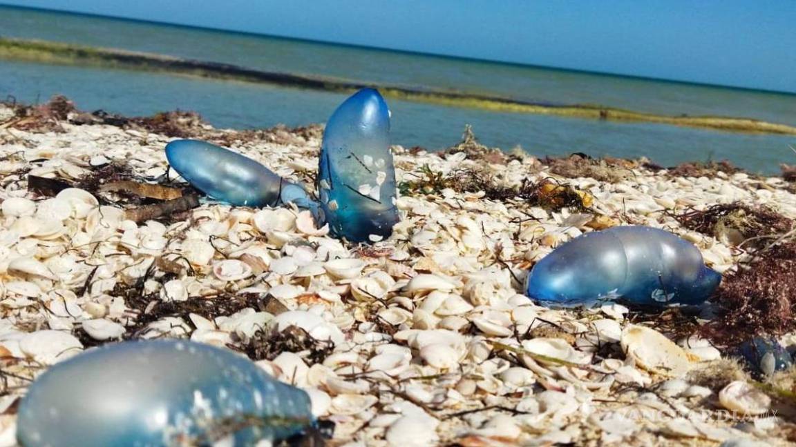 Medusa peligrosa aparece en playas de México, advierten a turistas
