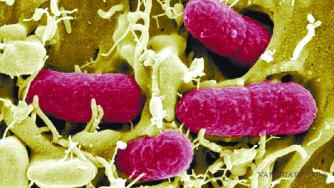 Descubierta en EU una ‘superbacteria’ resistente a los antibióticos