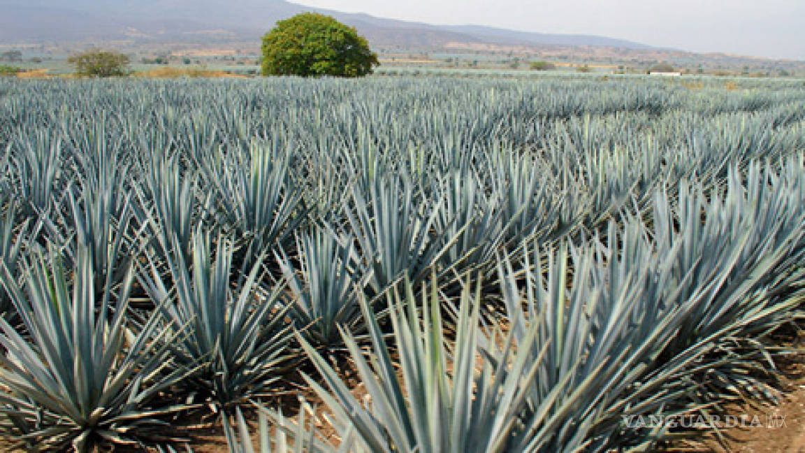 Fructanos de agave podrían combatir cáncer colon y diabetes