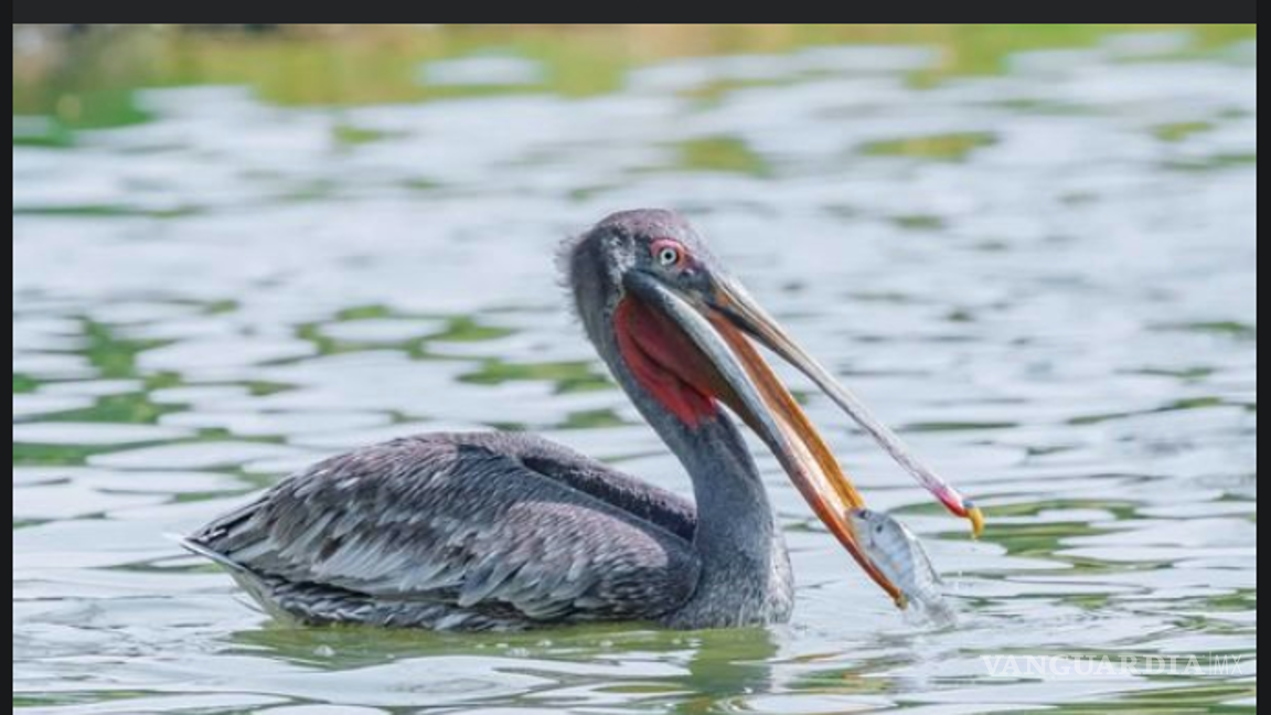 $!¿Un pelícano? ¡Varios! La Ciudad Deportiva de Saltillo es un sitio que suelen visitar