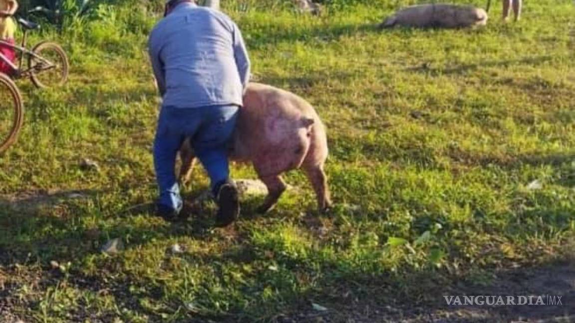 Volcó tráiler con cerdos en Campeche... pobladores se los llevan