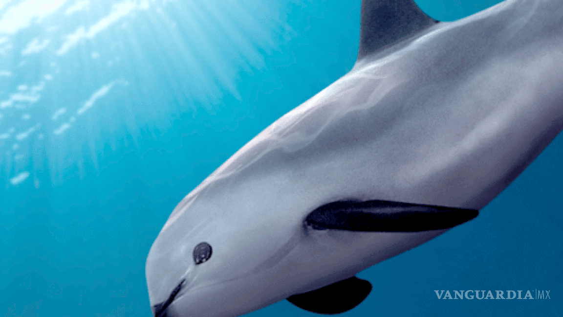 Vaquita marina a punto de desaparecer por negligencia del gobierno, acusan organizaciones